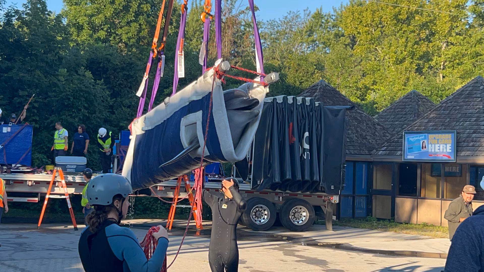 Canada's last captive dolphins leave Marineland